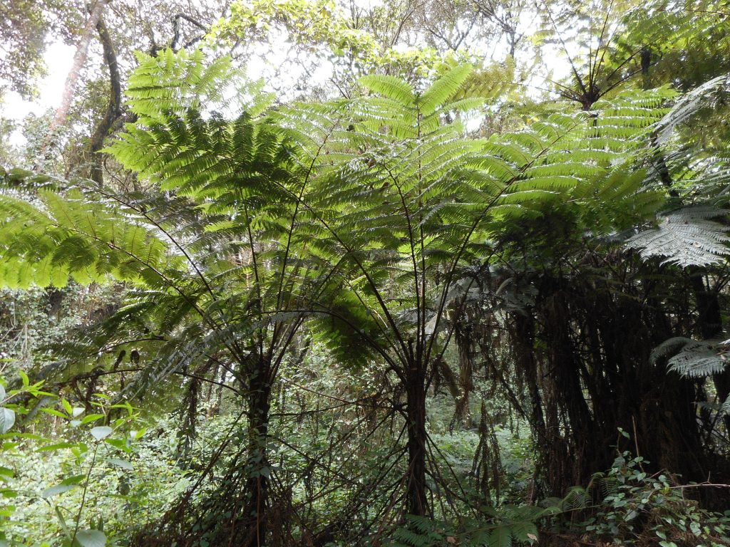 Vegitation, Ferns